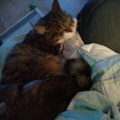 Samen met Beemer slapen