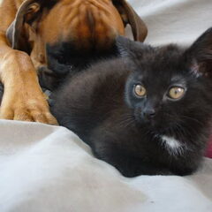 Boxer Harry met zijn lievelingsspeeltje Lizzy :-)