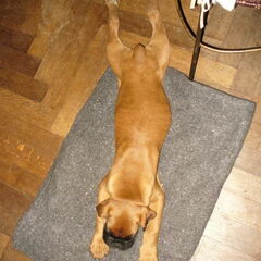 Harry uitgeteld na een grooooooooote wandeling langs het…