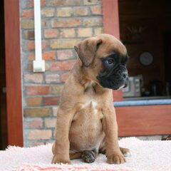 Pup Harry enkele weken oud... Deze foto is genomen door…
