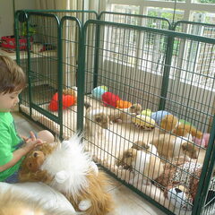 Onze kleinzoon Kaj bij de 5 pups .Heerlijk kinderen en…