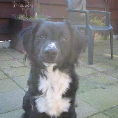 Jessie, nu 17 maanden een kruising tussen bordercollie en…