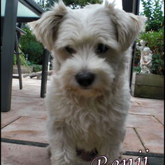 Benji doet weer eens schattig.. Gekke hond.