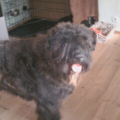 dit is tico