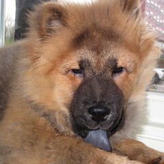 In de vensterbank????!!! Onze waakhond