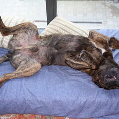 slaaphouding..........zzzzzzzzzz