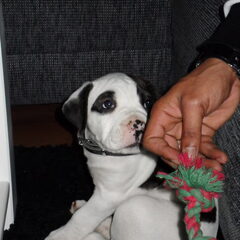 zzoooo lief