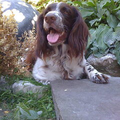 Bössel in de tuin
