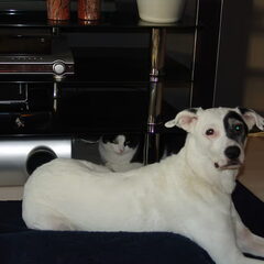 schattig :D