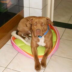 kleine mand grote hond :P typische shira kleinste mand…