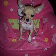 Lilly