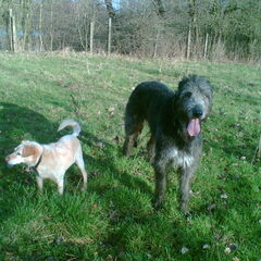 de grote hond was Chippie de kleine was sam, heb hun kort…