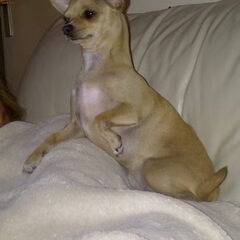 Yentl onze prinses op de erwt
