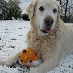 westley winter 2008/2009