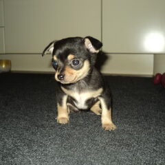 Gigi 5 weken oud