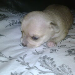 yentl als pupje 10 dagen oud