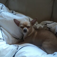 leave me alone wil een tukkie doen