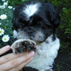 Maar voor een koekje doet mijn liefste hondje toch alles.