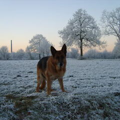 dit is fausto een hond uit tien duizend.begrijpt goed wat…