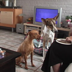 Dusty en Tommy,alweer 6 jaar geleden