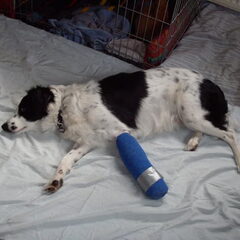 Frodo heeft zijn pootje gebroken, arm hondje.