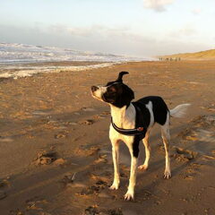 Onze Sprankel geadopteerd uit Spanje op het strand; oortjes…