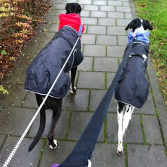 Sprankel en Nelson zijn allebei x-Galgo's. Die hebben geen…