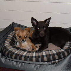 inti en wondjina samen in de mand