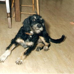 Polly
