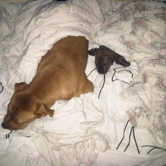 Mila & Macho samen slapen