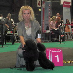 Europees jeugd kampioen 2011 Mijn dwergpoedelteefje Evita.