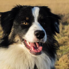 Becky is de knapste Australian Shepherd die er is, ze is…