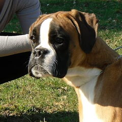 Dit is Brena een heel lief teefje, dit is ook een van mijn…