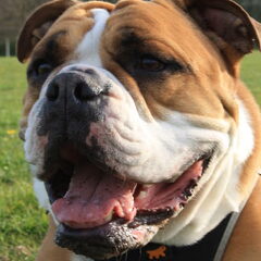 onze old english bulldog Mack