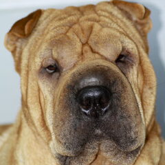Indi sharpei teefje