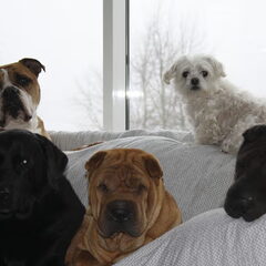 De hele roedel van vijf :) Laika Djago Mack Indi en Lady