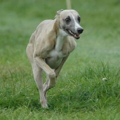 Coursing