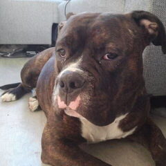 diablo 8 maanden