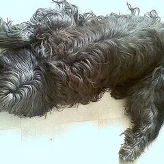 briard