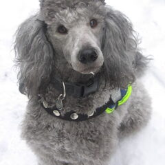 Abel in de sneeuw februari 2012