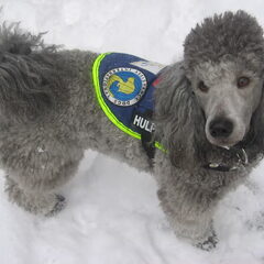 Abel in de sneeuw februari 2012