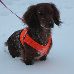 lekker in de sneeuw yuki