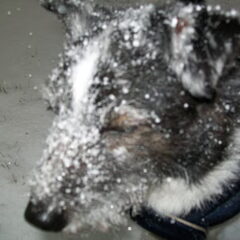 onder de sneeuw