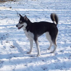 Aika in de sneeuw