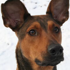 De mooie kop van Skippy