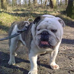 Mijn droom kwam uit met jou Lieve Boo!