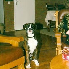Rico was onze eerste boxer, ook zo'n lieve schat.rico is…