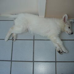 huuuuuge puppy!
