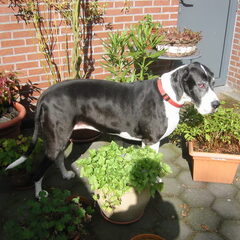Mijn hondje Bono (1997-2007).