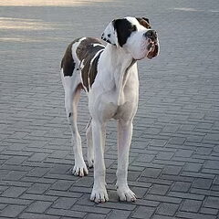 Tigo, een pup van nu 10 maanden. Een lieffie en erg speels…